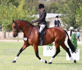 Champion Newcomer Show Hunter Hack  "Equella Florentine" exhibited by Grace Imrie.