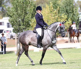 "Pemberton KGB" exhibited by Sally-Lee Auman pictured working out in the Preliminary Show Hack over 15hh class.