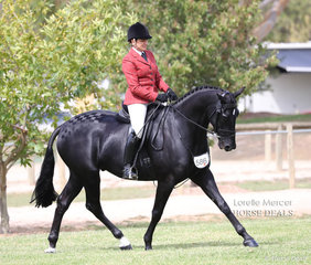 Tracie-Lee Wells riding "Wangilla Costar" who was Reserve Champion Newcomer Show Hunter & Top 5 Preliminary Show Hunter Hack over 15hh.