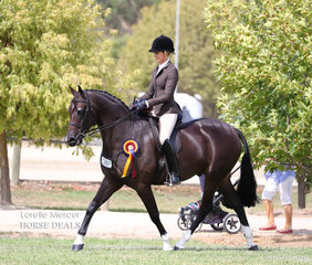 "Dreamtime Xcalibur" exhibited by Ali Berwick & Alexandra Mackey was the Champion Preliminary Show Hunter Hack over 15hh.