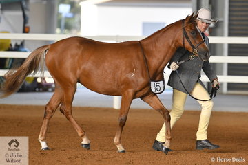 Jennifer Emmanual presented her Cannibal Creek Windras Gift to take third place in the class for Yearling Female.
