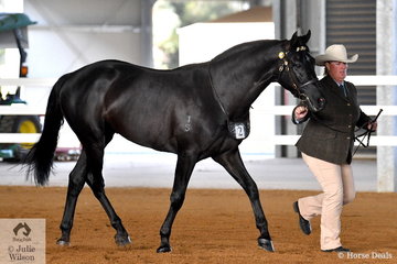 Michelle Gorton did the honours with the Gorton Family's, 'Oakton Lodge Sudden Impcat' that took second place in the class for Led Three Year Old Colt.