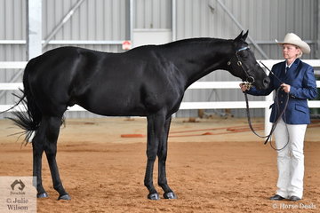 Janita Edwards', 'Chalani Tempo' won the class for Led Stallion Five Years and Over, Over 15hh.