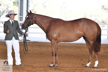 Colleen Page is pictured with her Champion Led Three Year Old, the filly, 'Oakton Lodge Shooting Star'.