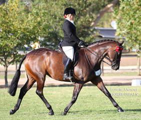 Kathleen Mullan's "Divinity" was Reserve Champion Small Saddle Hack.