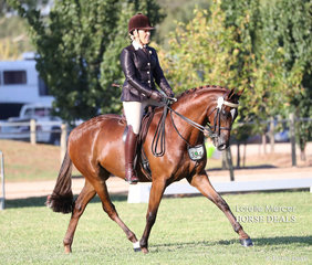 Rebecca Gerber and "Elmdale Park Hightime" pictured working out in the Small Saddle Hack class.