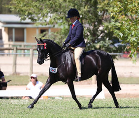 Jan Langley's "Langtree Eloquence" works out in the strong Large Pony vlass, ridden by Suanne Vale.