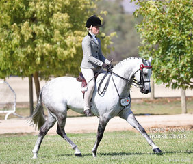 Dale Plumb's "Mirinda Alabaster" was declared Champion in a strong class of Large Ponies.
