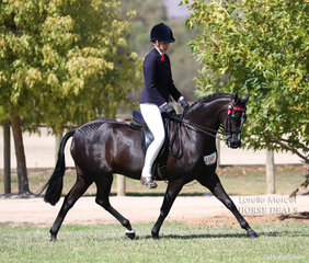 Jessica Dalgleish & "Montrose Park Playforleigh" pictured woking out in the Large Saddle Pony event.