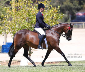 Reserve Champion Small Saddle Galloway "Kiabe Natasha" exhbited by Michael Gates and Jane Irvine.