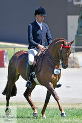 Greg Mickan rode Romsey Park, Gillian Goldsmith and Kym Ellery nomination, 'Highgrove In Your Dreams' to win the class for Novice Lightweight  Galloway 14-14.2hh.