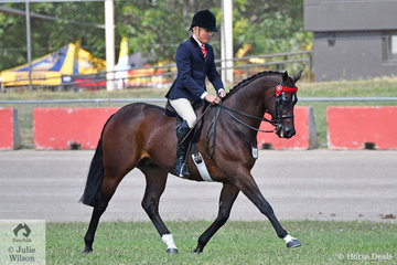 Michael Christie rode Sandra McCann and Joh Bailey's beautiful and super successful, 'Mikimoto' to win the class for Open Hack 15.2-16hh.