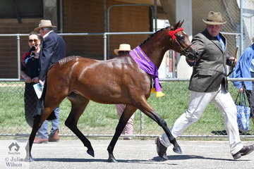 Stuart Robinson is pictured on the run with the Suburban Lodge Show and Training Stables, C and M Tulloch and Briony Randle's filly, 'Arabella Juliette' (Llanarth Top Cat imp/Yindarla Park Gift) that was declared Supreme Champion Led Riding Pony.