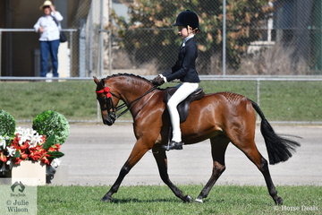 Elizabeth Taylor had a busy morning. First up the Girl Rider 11 AU 13 Years winner was working out in the Supreme Junior Rider ride off and then swapped to Marcia Beard's  Champion Ridden Riding Pony, 'Rhyl Monarque'. The Open 12-12.2hh winner took out the Reserve Champion Small Pony award.