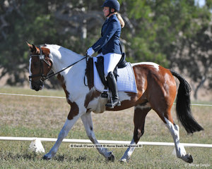 "SALT & VINEGAR" ridden by Isobel Freeman in the EVA80 Section B Dressage Phase