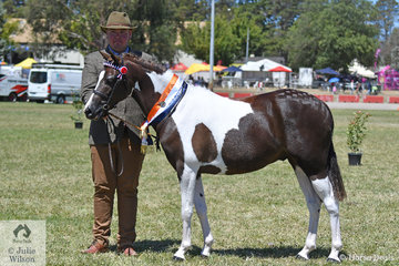 Stuart Robinson capped of a sensational 2019 ACTewAGL Royal Canberra Show by claiming the Led Pinto Gelding Championship with the Suburban Lodge Training and Show Stables and Carolyn Herbet nomination, 'Tapu Mac-Cor-Mac'.
