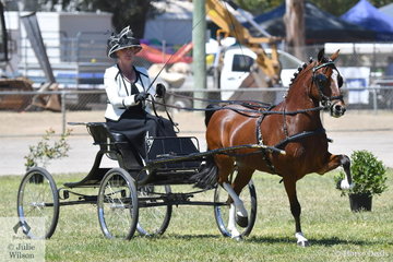 Amanda Proctor drove the Ragg and Proctor Show Team's, 'Glenwood Limited Edition' to take out the Hackney Pony Reserve Championship.