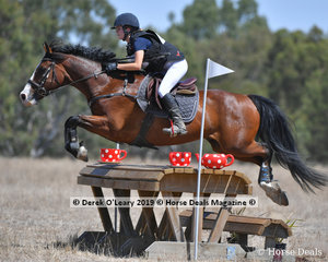 "SPRING INFUSION" placed 3rd in the EVA95 Section B ridden by Alannah Mitchell with a final score of 28.00