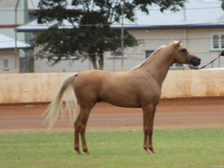 Sierra Lodge Extraordinaire exhiited by Sierra Lodge