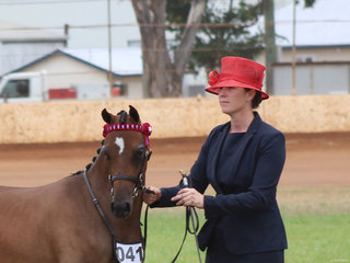Champion Led Arabian Riding Pony McArthurparc Miss Dior shown by Madeline Jeff
