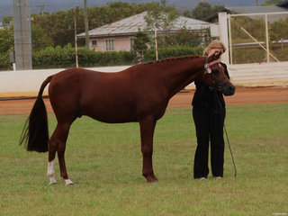 Champion Led Arabian Pony