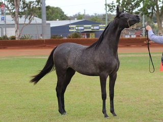 Champion Led Partbred