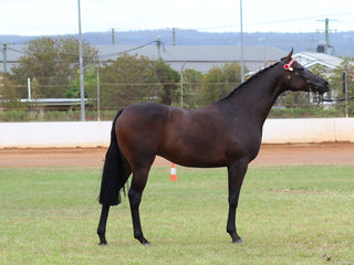 Champion Led Anglo exhibit