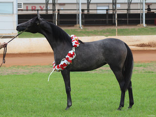 Supreme led Derivative