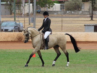 Arabianoro Kharamel Kisses exhibited Brittony Adams