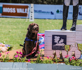 Bentley from Assistance Dogs Australia stole the show with his podium performance.