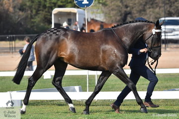 Clint Bilson did the honours with Donna Llewellyn, Rebecca Phillips and the Star Equestrian nomination, 'Revenite' in the State Final of the Led Off The Track Thoroughbred Series.