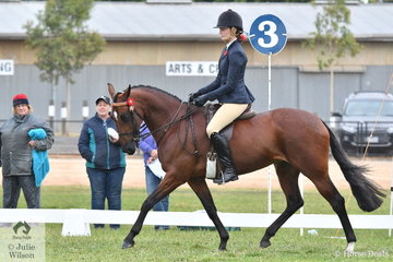 Rebecca Mackay's Style of Art was one of the large number of competitors in the Alabar Hero Series Standardbred State Final.