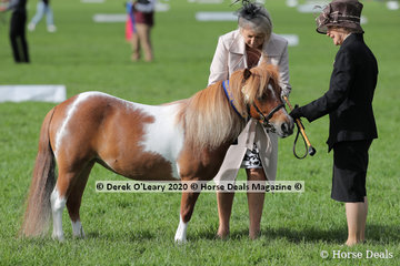 Karen Whitaker-Taylor's "Kristamoor Lodge Lace" in the Shetland Pony Mare 9.2hh and under 4 years and over
