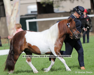 "Moondara Park Wishes" exhibited by M Jones and A Cocker in the Shetland Pony Mare over 10hh and N/E 10.2hh 4 years and over