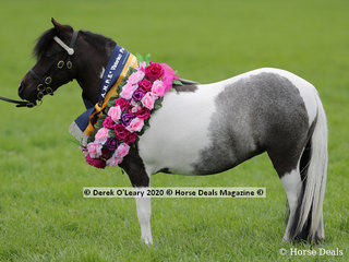 Supreme Champion Miniture, "Collandie Park Dreamtime" exhibited by Colett Chandley