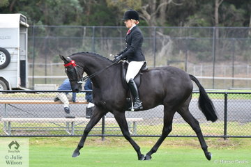 Melanie Burns rode the PBM Show Team's, 'KT Song 'n' Dance' to win the class for Open Hack 15-15.2hh. They went on to be declared Ring 1 Champion Hack.