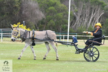 Jennifer McNab drove her, 'Heatherbrae Jackston' to take second place in the class for Novice Driven Donkey.