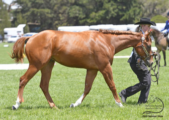 Hez My Drop Of Image, in the Yearling Led Trail Class