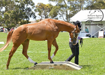 Tracey Malia showing LA Sherlock Holmes in the yearling Led Trail.