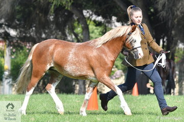 Caroline Purcell is pictured with the Heffernan and Purcell nomination, 'Primrose Park Bridget Jones' that won the class for Three Year Old WMP Filly.