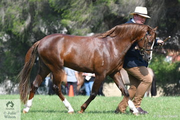 Professional trainer, Stuart Robinson is pictured with Kerry Donovan's, 'Carrington Lodge Take Note' (Lemonshill Take Note/Imperial Mare) that won the Two Year Old Welsh Pony Colt class and went on to be declared Champion Welsh Pony and Open Breeds Colt.