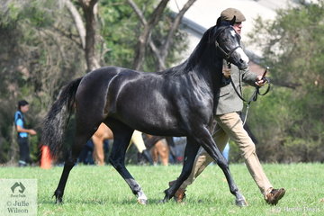 Luke Dawes did the honours with Wendy Trimble's Yearling, 'Weston Park Illusion' (Eyarth Sama/Weston Park Iona) that was declared Reserve Champion Section B Filly.