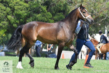 Carmen Mansell's, 'Asgard Eiddwena' was declared Champion Welsh Cob Filly.