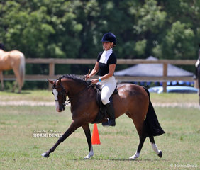 "Season Park Finale" exhibited by Alba Potts photographed during the workouts for Champion Large Show Hunter Pony.