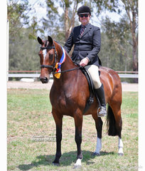 Champion Large Show Hunter Horse "Jiselle R" and Daniel Garland.