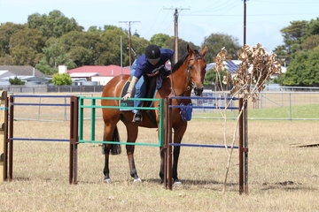 Lesa M Van-Uitert and her standardbred Rocket Science
