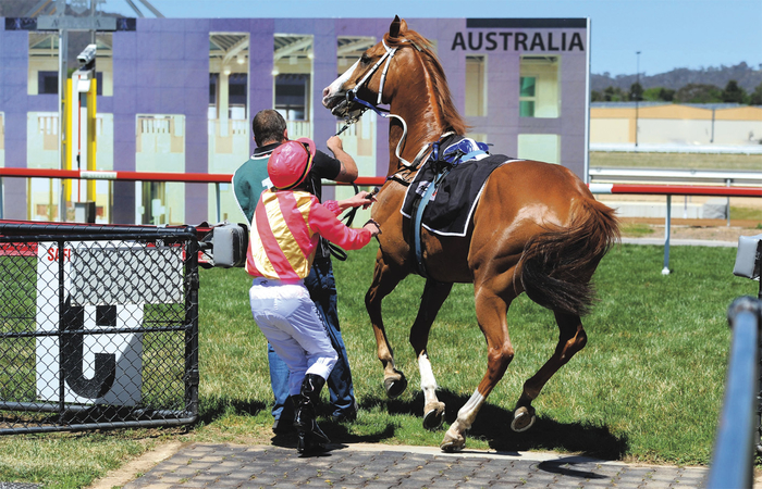 A horse in flight. <br>
Photo: Graham Tidy - FairFax Media.