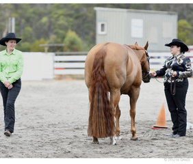 Georgia Weavell  with Springvale Gold N Rule, in the Amateur  Showmanship