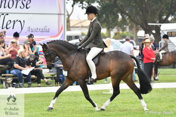 Ava Halloran had a busy and successful day and is pictured aboard Taylah Arnott's, 'Fontain Park Sir Harvey' that took the Child's Large Show Hunter Pony Reserve Championship.