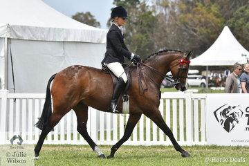 Fiona Kittson-Walsh rode her lovely and well performed, 'Langtree Royal Affair' to claim the Barastoc 2020 Small Galloway Championship.